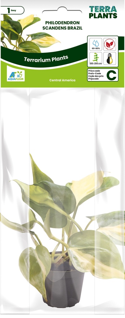 [AQDI_PT205410] PT-PHILODENDRON SCANDENS BRAZIL 