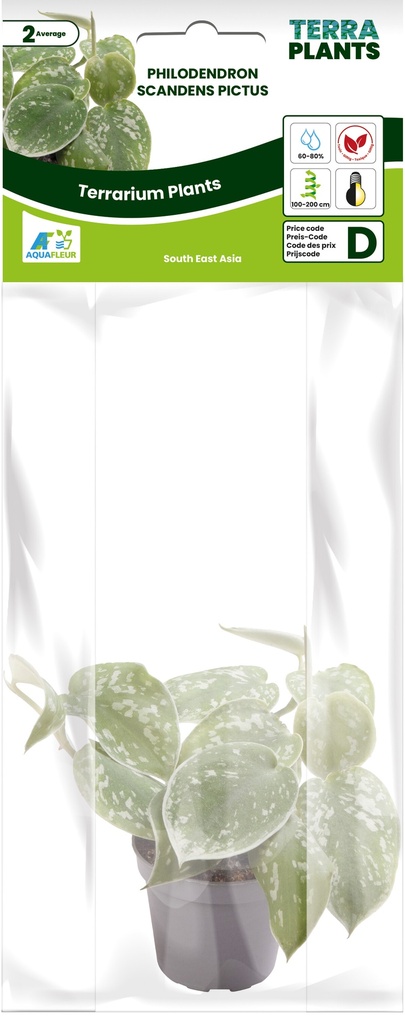 [AQDI_PT205430] PT-PHILODENDRON SCANDENS PICTUS 