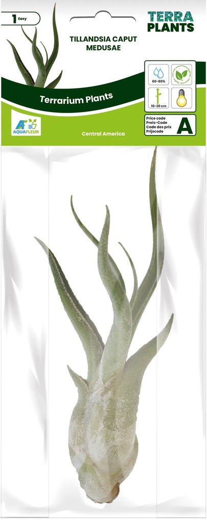 [AQDI_PT205510] PT-TILLANDSIA CAPUT MEDUSAE 