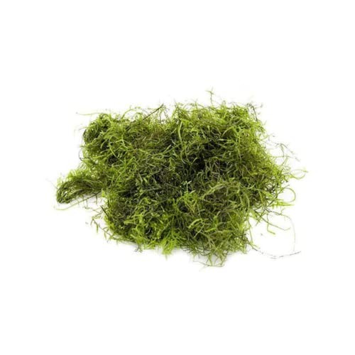 CUP VESICULARIA DUBYANA 